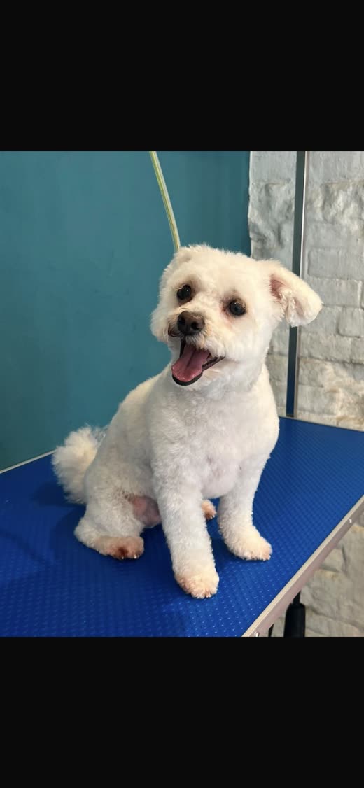 A freshly groomed white dog sitting on a blue grooming table against a teal wall
