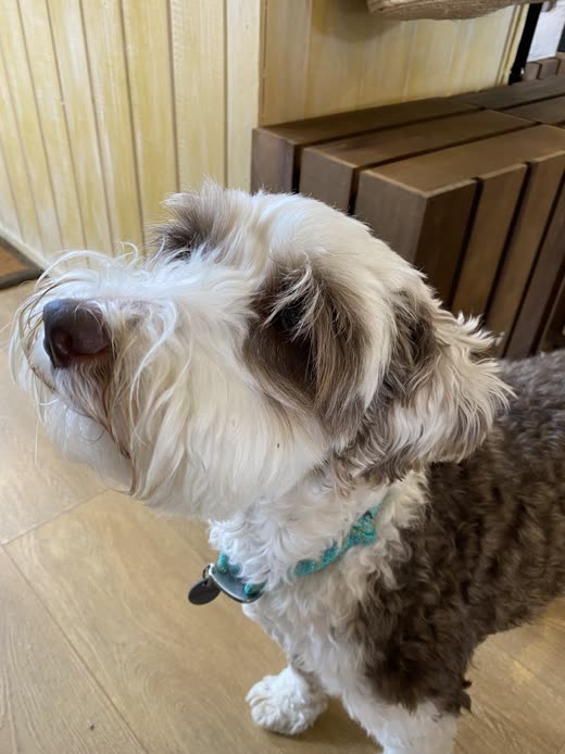 Close-up profile of a shaggy brown-and-white dog with a turquoise collar looking upward
