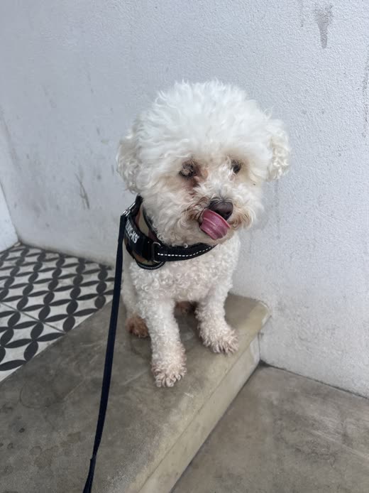 A white bichon-type dog on a lead sitting on a doorstep, tongue out