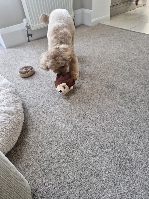 A cream curly-coated dog playing with a soft toy on a carpet at home